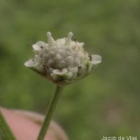 Parthenium hysterophorus L.